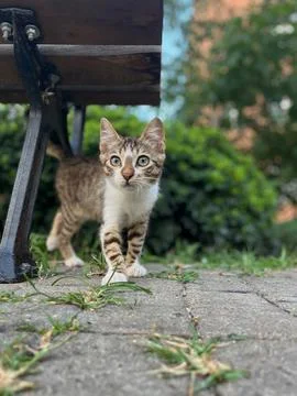 Stray cat looking at the camera 스톡 사진