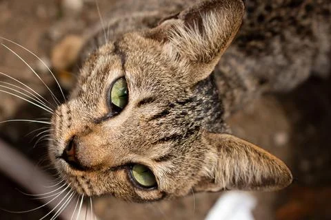 Stray Cat Looking at Camera Stock Photos