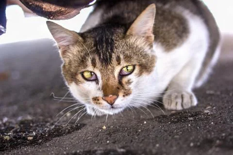 Stray cat looking out from under the car Stock Photos