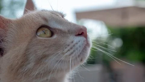 Stray cat looking up Stock Photos
