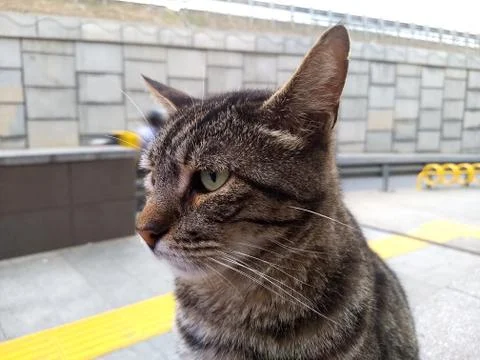 Stray cat looking sweet Stock Photos
