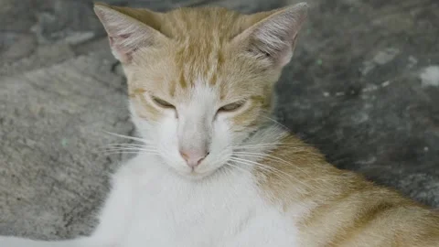 Stray Cat Lounging on the Streets 库存影片 252590164