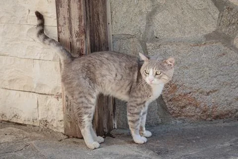 Stray cat lying down on paving stones Foto stock