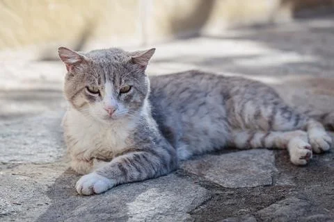 Stray cat lying down on paving stones Stock Photos