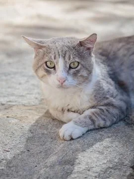 Stray cat lying down on paving stones Stock Photos