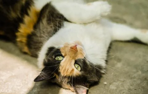 A stray cat lying on the ground, gray background Stock Photos
