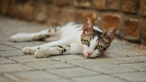 Stray cat lying on the ground, head slightly up, curious looking into camera, Stock Photos