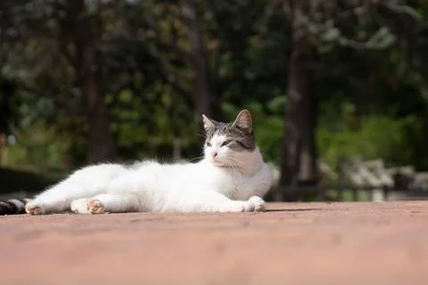 Stray cat lying sunbathing in a Madrid park Stock Photos