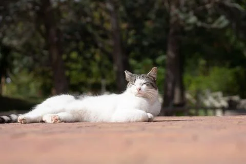 Stray cat lying sunbathing in a Madrid park Stock Photos