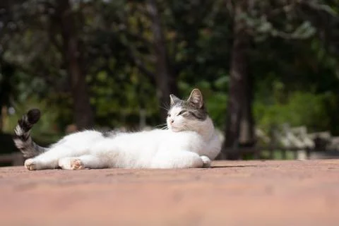 Stray cat lying sunbathing in a Madrid park Stock Photos