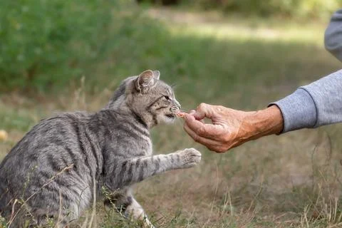 Stray cat.A man feeds a hungry stray cat on the street.The problem of homeles Stock Photos