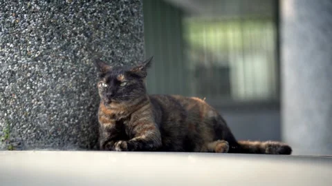 A Stray Cat in Maokong Lying down Video stock 320855684