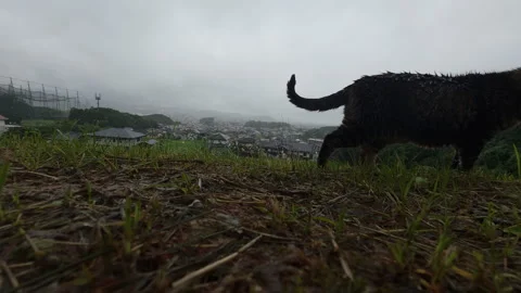 Stray Cat Meowing in Heavy Rain with Japanese Village View 4K Stock Footage 342325600