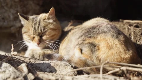 A stray cat in the mountain forest rests in the nest Stock Footage 154749480