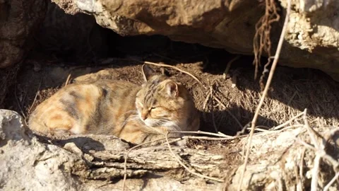 A stray cat in the mountain forest rests in the nest Stock Footage 154749884