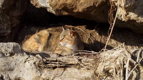 A stray cat in the mountain forest rests in the nest Video stock 154749902