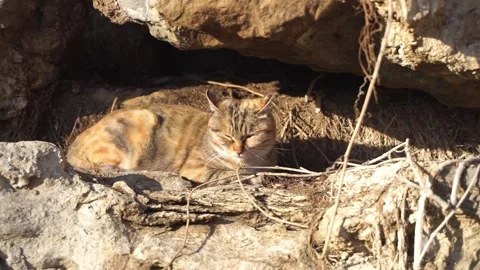 A stray cat in the mountain forest rests in the nest Stock Footage 154750047