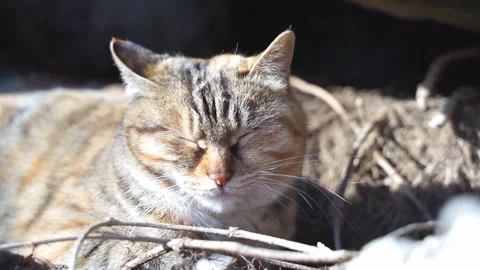 A stray cat in the mountain forest rests in the nest Stock Footage 154750229