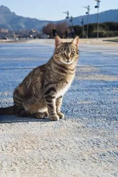 Stray cat with mountains in the background Stock Photos