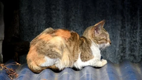 Stray cat with multi-coloured fur sleeping on a shanty roof Stock Footage 262826117