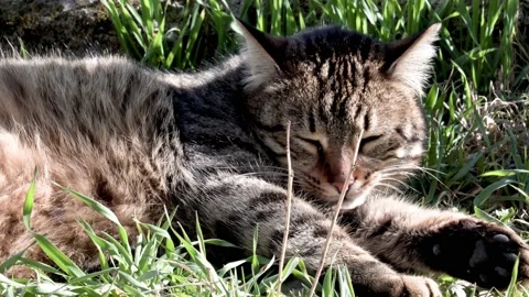 Stray cat napping on the grass Stock Footage 157773378