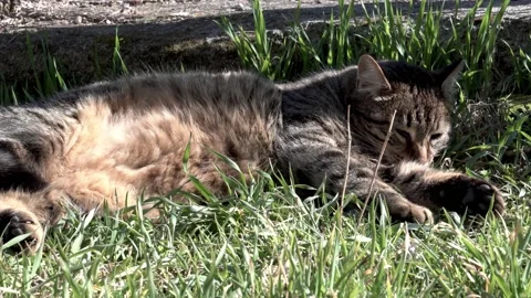 Stray cat napping on the grass Stock-Footage 157775560