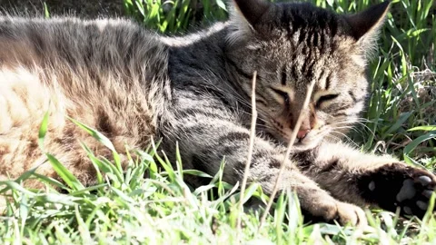 Stray cat napping on the grass Stock Footage 157776477
