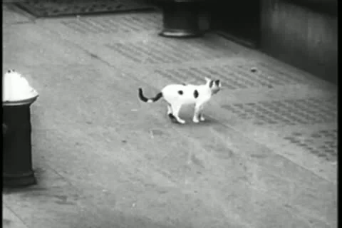 Stray cat on New York City street Stock Footage