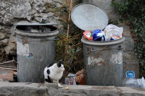 Stray cat next to garbage containers Stock Photos