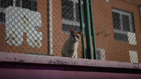 Stray cat at night on the wall Stock Footage 197925849