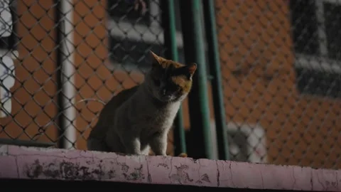 Stray cat at night on the wall Stock Footage 197926010