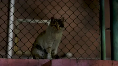 Stray cat at night on the wall Stock Footage 197926039