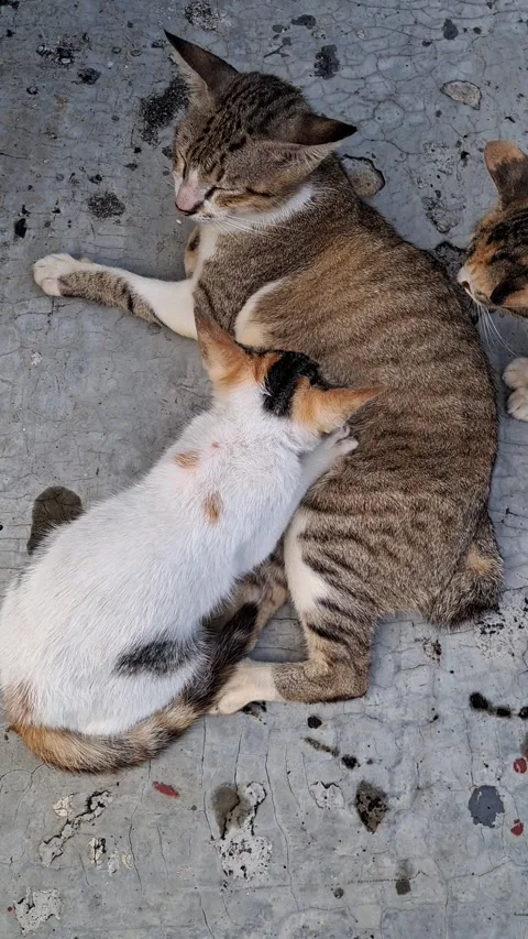 Stray Cat Nursing Kittens Video stock 335206348
