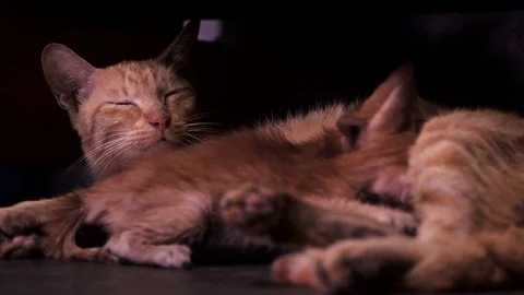 Stray cat nursing two kittens in dark alley shallow focus slow motion Stock Footage 114483125