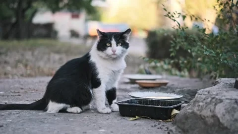 Stray Cat Observing Surroundings Stock Footage 286756632