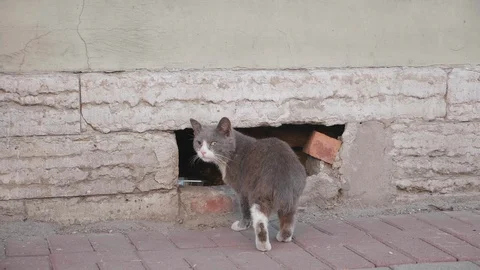 Stray Cat With One Eye Infected Birth Defect Looking Back Revealing Strange Eye Stock Footage 112974853