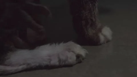 Stray cat paws Stockbeeldmateriaal 171335733