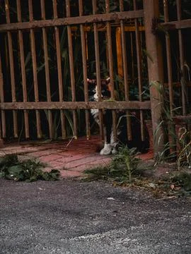 Stray cat peering through rusty metal gate outdoors, curious feline hiding .. Stock Photos