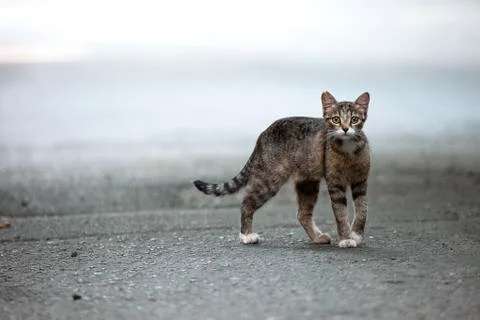 Stray cat. Stock Photos