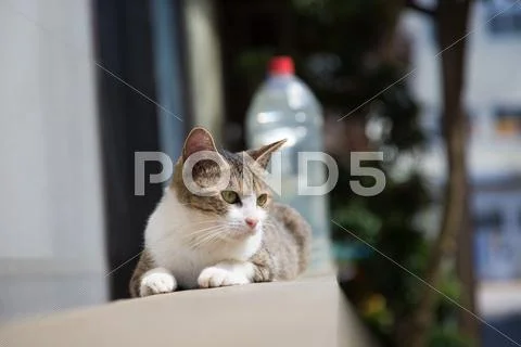 Stray Cat Stock Photos
