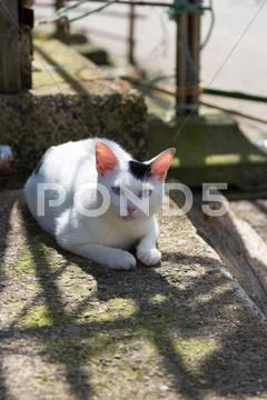 Stray Cat Stock Photos