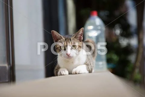 Stray Cat Stock Photos