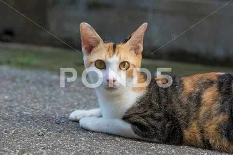 Stray Cat Stock Photos