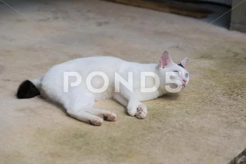 Stray Cat Stock Photos