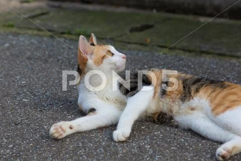 Stray Cat Stock Photos