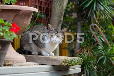 Stray Cat Stock Photos