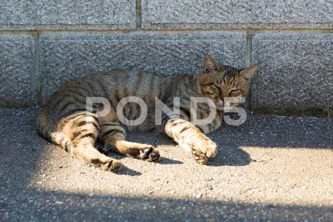 Stray Cat Stock Photos