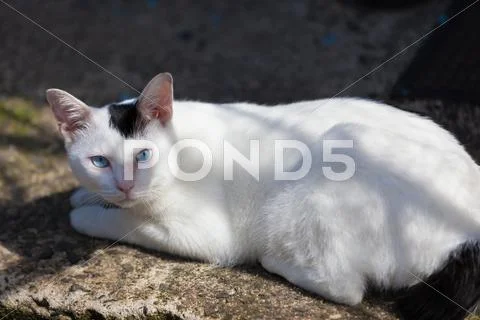 Stray Cat Stock Photos