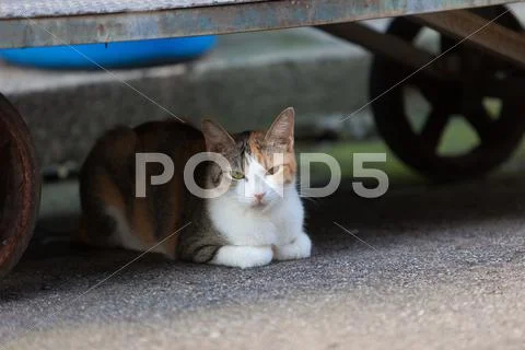 Stray Cat Stock Photos