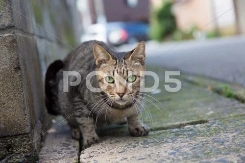 Stray Cat Stock Photos